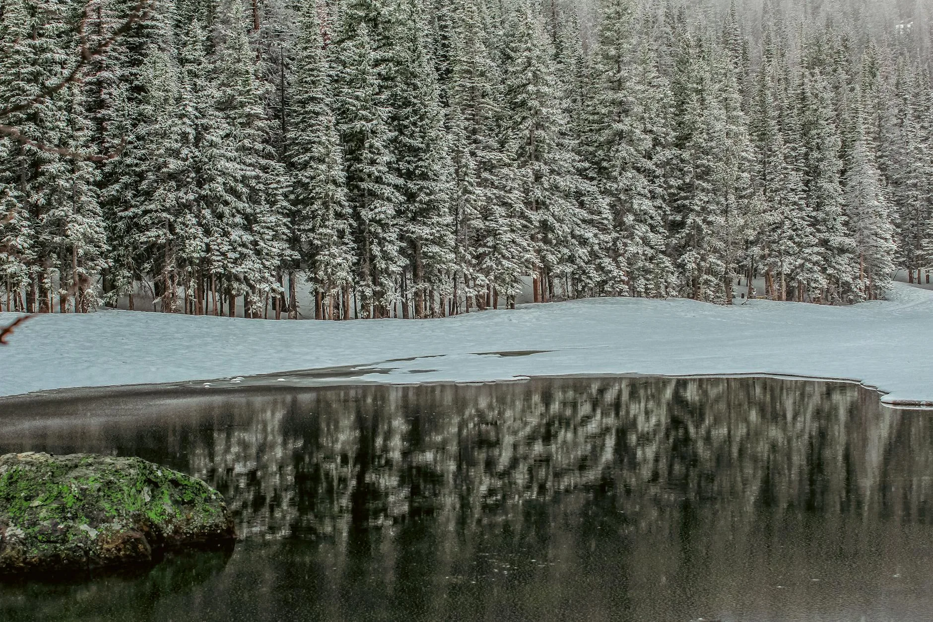 coniferous forest on the shore of a freezing lake