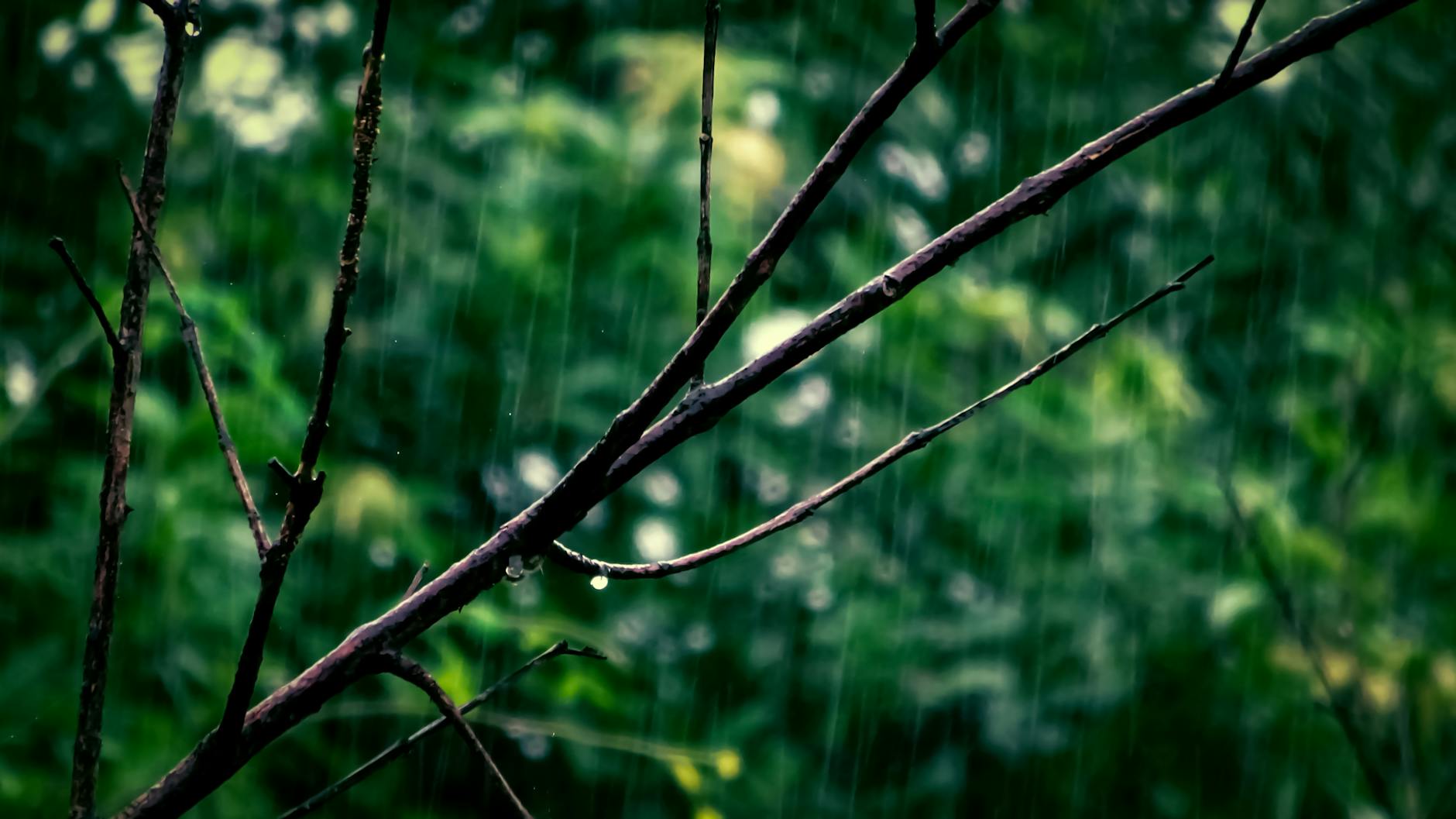 Regniga dagar i skogen