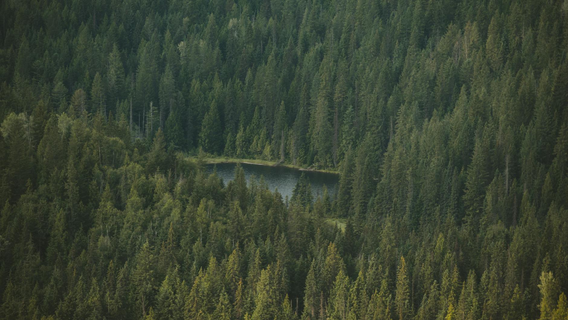 “Jag är rädd för skogen – Men längtar dit!”