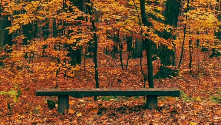 serene autumn forest with wooden bench